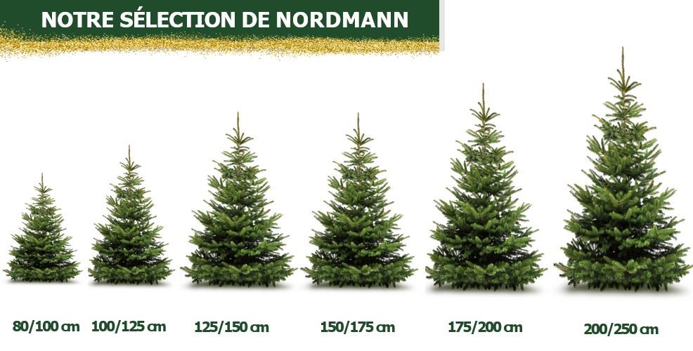Sapin Nordmann