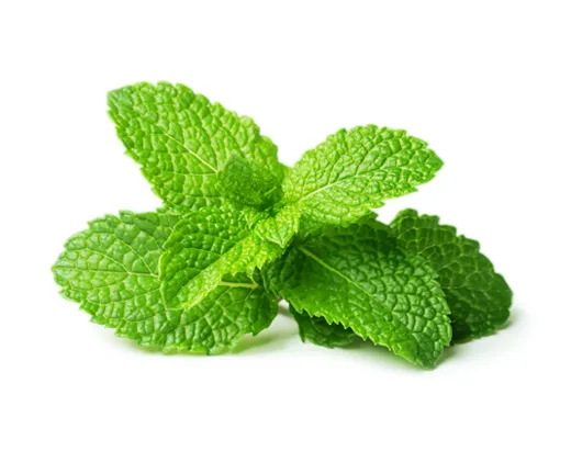 Menthe verte - Pot de 1L